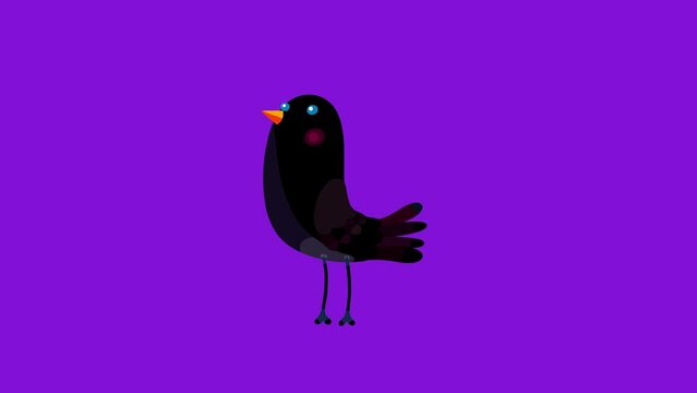 Blackbird cartoon animation character isolated stop walking. Animated black bird character moves serie.