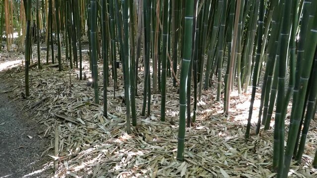bamboos in a bamboo forest