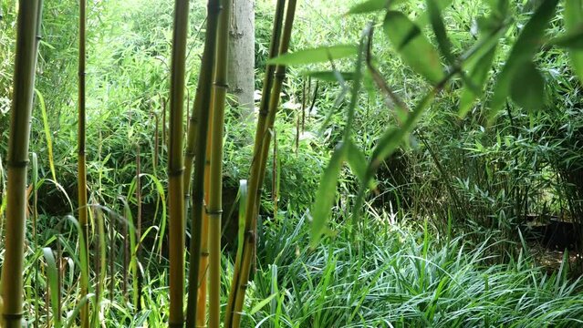 bamboos in a bamboo forest