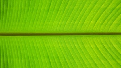 A close up of a banana leaf with its linear intricate pattern and texture, illuminated by the sun light, creating a beautiful green symmetrical background and template. - Powered by Adobe