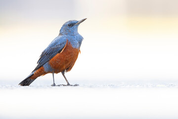 Male blue rock thrush ((Monticola solitarius philippensis) perched on the road.