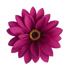 pink dahlia flower isolated on transparent background PNG image
