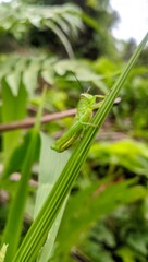 grasshopper on a grass