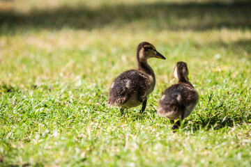 Entenfamilie