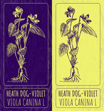 Drawings HEATH DOG-VIOLET. Hand drawn illustration. Latin name VIOLA CANINA L.