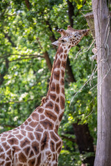 Giraffe im Zoo Berlin