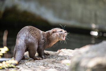 Obraz premium Otter im Zoo Berlin