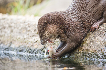 Otter im Zoo Berlin