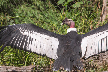 Andenkondor im Zoo Berlin
