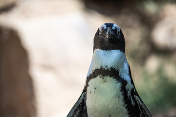 Pinguin im Zoo Berlin