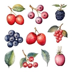 set different berries of watercolors on white background