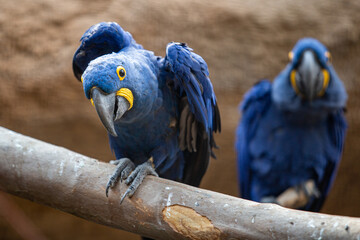 Hyazinthara im Zoo Berlin - obrazy, fototapety, plakaty