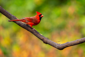 Cardinal perched on vine