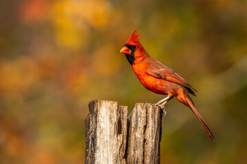 cardinal on a branch