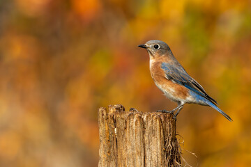 Bluebird Sitting on a branch