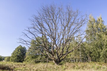 Picture of a large withered tree in a German forest