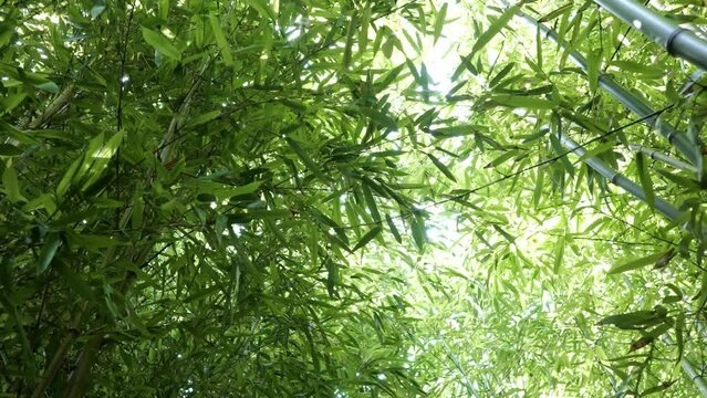 bamboos in a bamboo forest