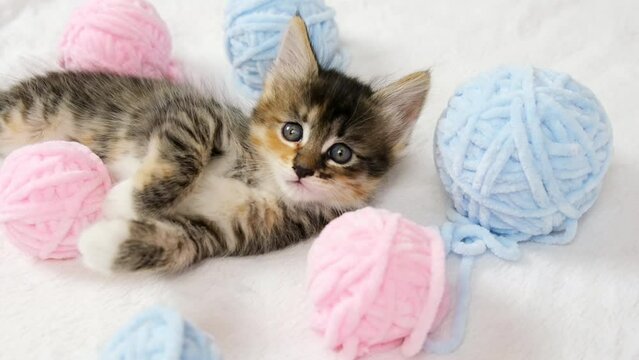 Striped tabby cat playing with pink and light blue balls skeins of thread on white bed. Little curious kitten lying over white blanket looking at camera. Slow motion.