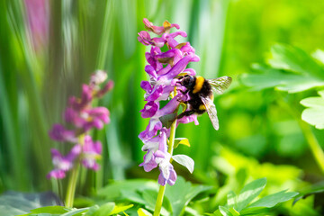 Hummel an der Blume © Dominik Rueß