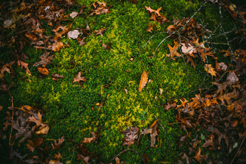 Autumn lichen plants fall colors New England creepy death grave dying decay plant autumn colors...