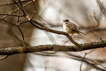 Vogel im Park