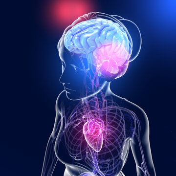 Anatomical 3D illustration of transparent woman torso. Showing the inside of the human head and the arteries and veins that run through the body from the heart to the brain. On dark blue background.