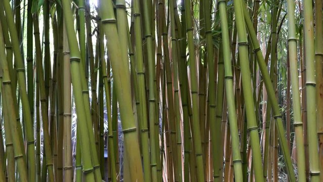 bamboos in a bamboo forest