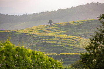 Kaiserstuhl im Abendlicht, vom Lenzenberg
