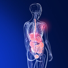 Transparent 3D illustration of the anatomy of a woman's back. Showing the skeleton and internal organs on blue background.