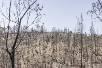 View over a burnt area of forest with black burnt tree stumps