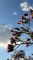 autumn leaves against sky