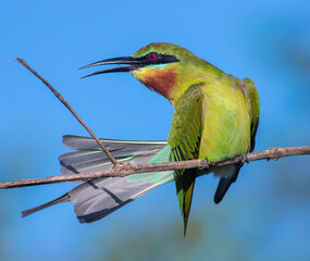 Blue-tailed bee-eater (Merops philippinus) with beautiful colours blue , green and orange feathers...