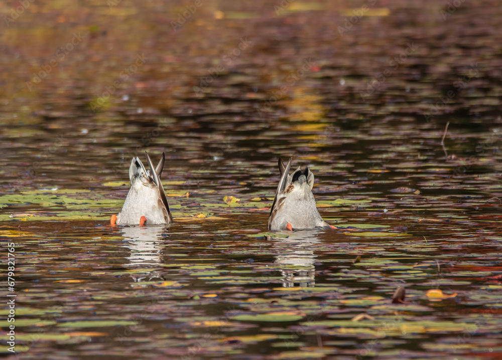 Wall mural two mallards with heads under water and bottoms up in a beautiful autumn colored pond