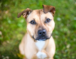 A Pit Bull Terrier mixed breed dog with floppy ears