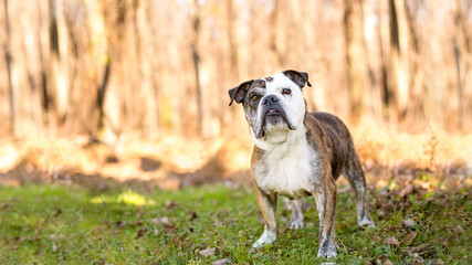 An English Bulldog outdoors