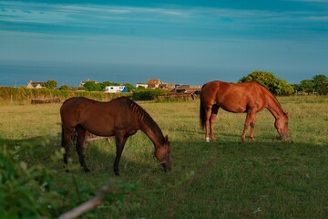 Obraz premium horses in the field