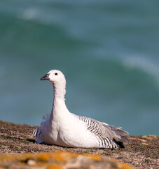 Upland Goose - 3614