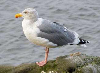 Western Gull - 2902