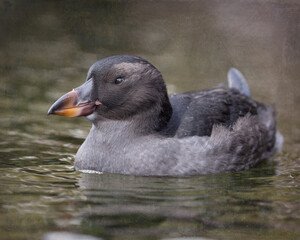 Tufted Puffin - 9709 - S