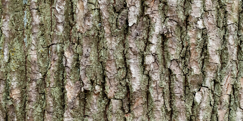 Fototapeta premium tree bark background