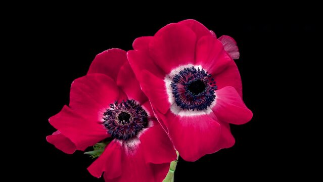 Beautiful bouquet of pink anemone flowers blooming on black background, close-up. Anemone coronaria. Wedding, Valentines Day, Mothers Day, Womens Day, Easter concept. Holiday, love, birthday design