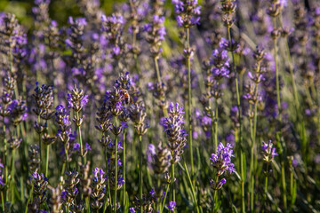 Lavendel im Botanischer Garten Berlin