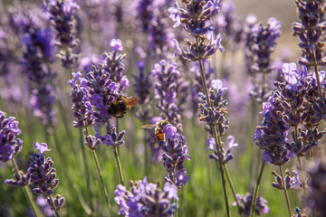 Fototapeta premium Biene und Hummel auf Lavendel im Botanischen Garten Berlin