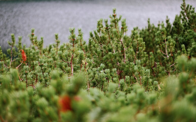 Young Pines Forest. Reforestation process in the Polish mountains.