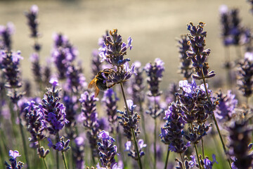 Lavendel im Botanischer Garten Berlin