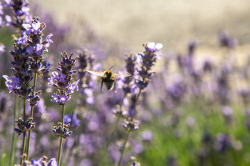 Lavendel im Botanischer Garten Berlin