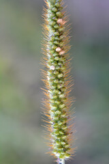 Setaria grows in the field.
