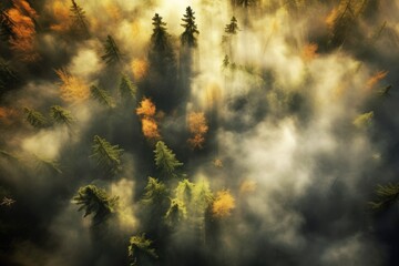 From Above: Captivating Aerial View of an Autumn Forest with Trees, Fog and Sky in Nature's Landscape