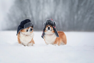 two cute corgi dogs are sitting in warm hats with earflaps in a snowfall in a winter park - obrazy, fototapety, plakaty