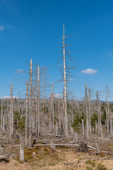 Abgestorbener Fichtenwald im Harz, Deutschland